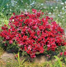 Candy Showers Purple Snapdragon Seeds (Antirrhinum majus) | 1000+ Seeds | Trailing Purple Blooms for Gardens & Hanging Baskets