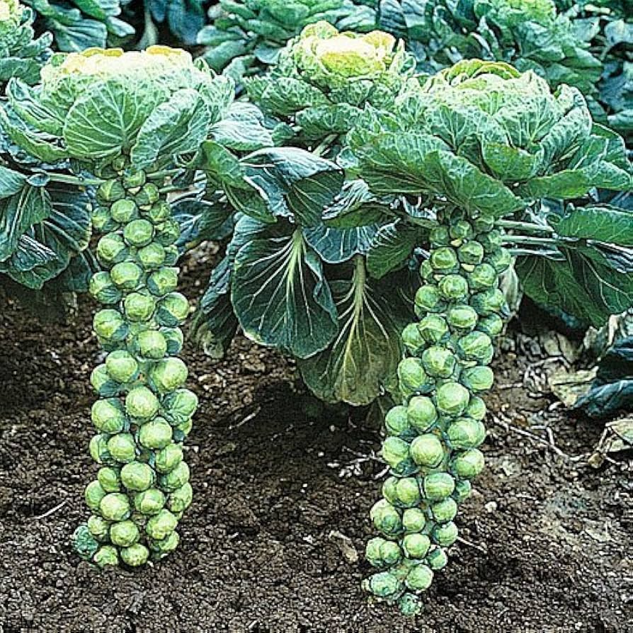 500+ Long Island Brussels Sprouts Seeds – Heirloom, Cold-Hardy Variety ...