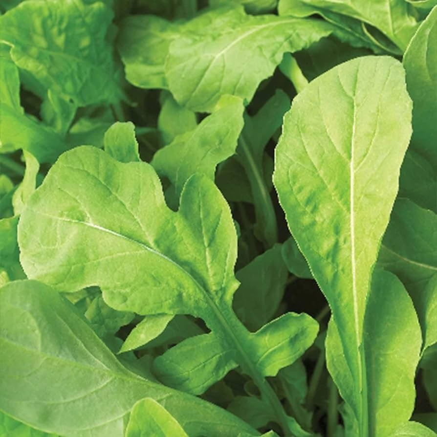 Non-GMO Arugula Microgreen Seeds for Sprouting - Brassica rapa var. sylvestris - Fast-Growing, Organic, Nutrient-Rich