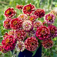 Aztec Burgundy Bicolour Zinnia Seeds – 100+ Bold Two-Tone Blooms – Cut Flower Garden, Pollinator Beds, and Colorful Cottage Borders – USA