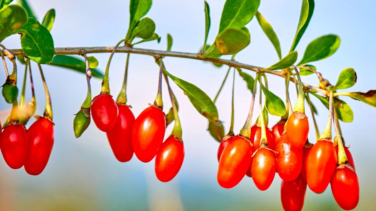 2 Fresh Goji Berry Cuttings – Bare Root Live Plant – Easy to Grow – Re ...