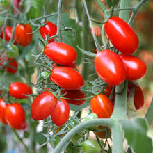 Tomato Roma Seeds – 100mg for Planting, Heirloom Variety, Meaty & Flavorful, High Yield, Great for Sauces Canning, Garden Containers