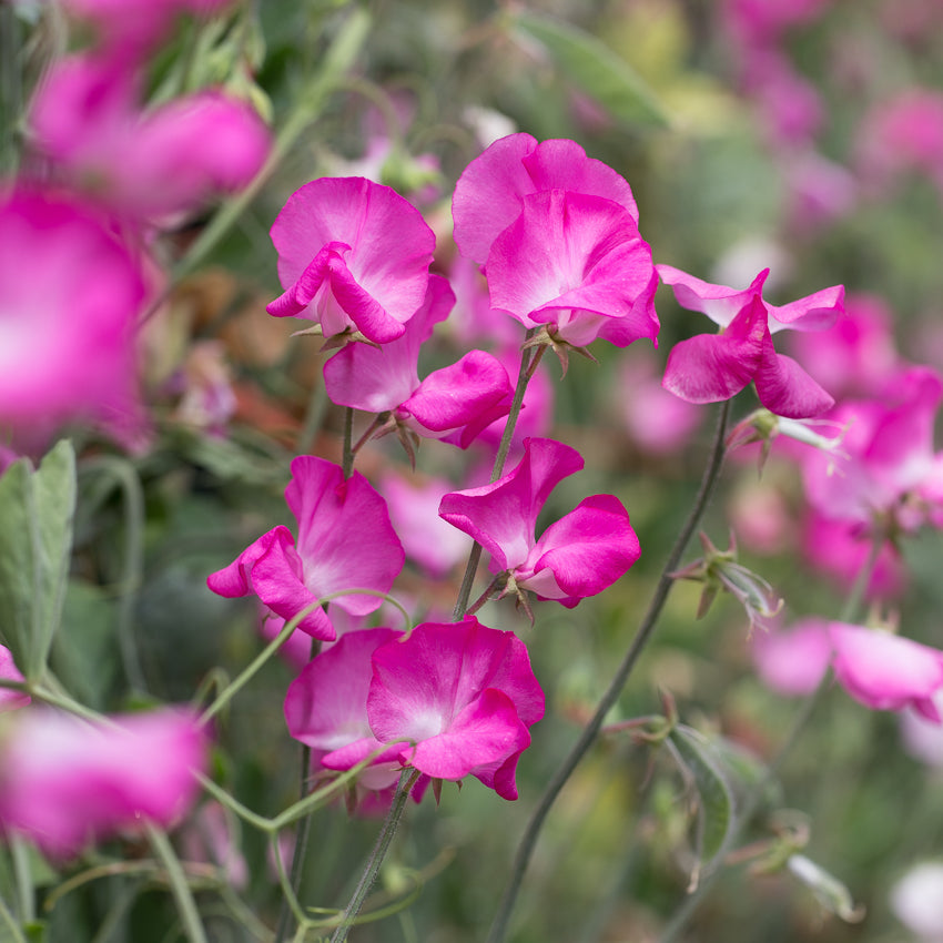 Solstice Rose Sweet Pea Seeds – 50+ Rose-Pink Blooms – Early-Blooming Climbing Vine for Trellises & Containers