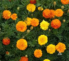 Marigold Seeds 500mg Petite Mixture, Compact French Marigolds, Vibrant Orange Yellow Red Blooms, Tagetes patula