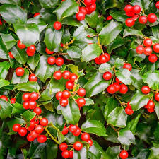 Chinese Holly Seeds – Ilex cornuta – 500mg Evergreen Shrub with Red Berries & Glossy Spiny Leaves