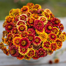 100+ Aztec Mix Zinnia Seeds – Vibrant Multi-Color Blooms for Garden Planting, Heat-Tolerant Flowers for Beds & Pollinators – USA