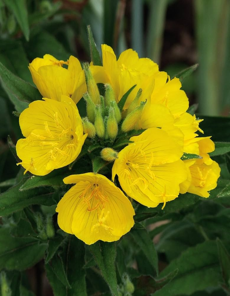 100mg Evening Primrose Seeds (Oenothera biennis) - Pollinator-Friendly Night Bloomer