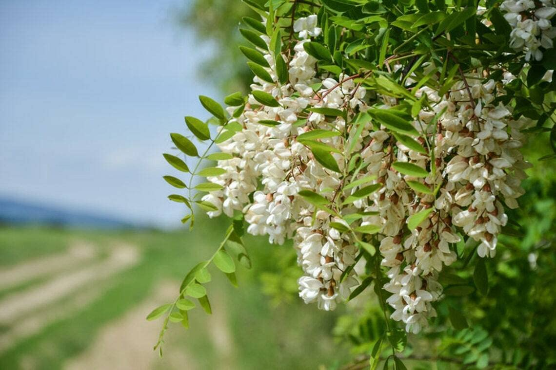 Flowering Black Locust Tree (Robinia pseudoacacia) Live Bare Root 2-3 Feet