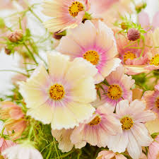 Apricot Lemonade Cosmos Seeds – 200+ Soft Pastel Blooms for Cottage Gardens, Cut Flowers & Pollinator Beds – Cosmos bipinnatus