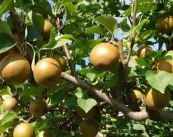 Korean Giant Asian Pear Scion - 3 Cuttings for Planting, Edible Fruit Tree