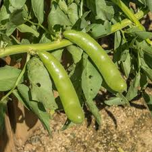 Fava Bean 5 Gram Seeds - Heirloom Non-GMO Broad Beans for Planting - High-Yield, Protein-Rich Beans for Garden Beds & Raised Beds