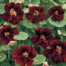 15 Nasturtium 'Black Velvet' Seeds | Heirloom Edible Flowers, Non-GMO, USA Grown