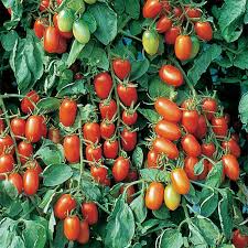 Juliet F1 Hybrid Tomato Seeds – High-Yield, Sweet, Crack-Resistant Grape Tomatoes – Solanum lycopersicum