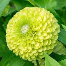 Benary Giant Lime Zinnia Seeds – 100+ Seeds – Large Chartreuse Blooms for Cut Flowers, Cottage Gardens, and Pollinator Beds – USA