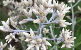 Sweet Everlasting Seeds Pseudognaphalium obtusifolium 30mg Native Dried Flower Pollinator Garden