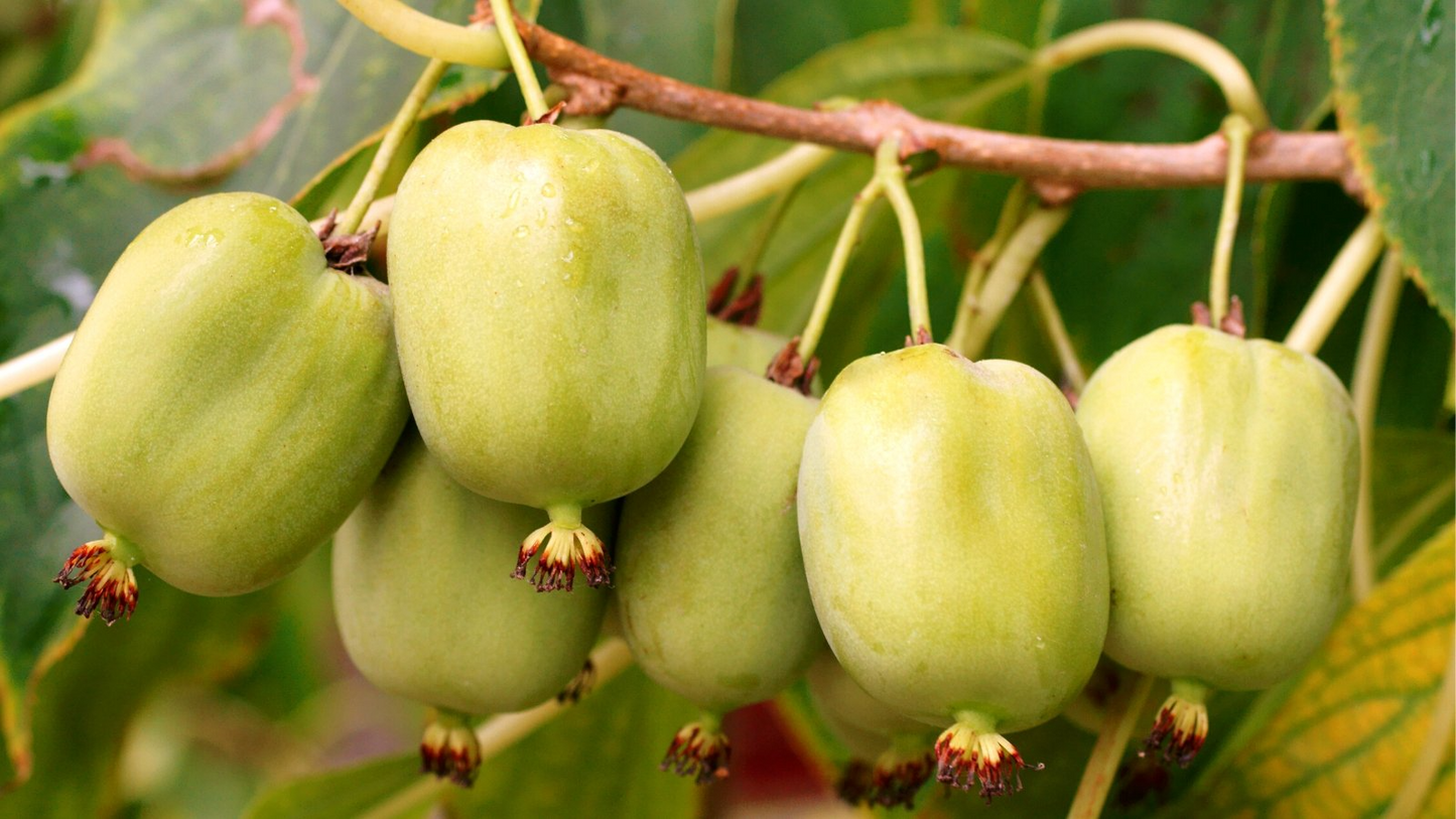 30 Issai Kiwi Berry Seeds | Hardy, Fast-Growing Edible Fruit Vine | Actinidia arguta
