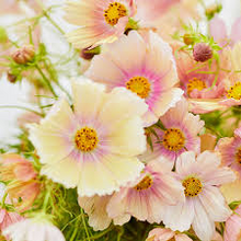 Apricot Lemonade Cosmos Seeds – 200+ Seeds – Soft Pastel Blooms for Cottage Gardens, Bouquets, Pollinator Beds & Summer Borders – USA