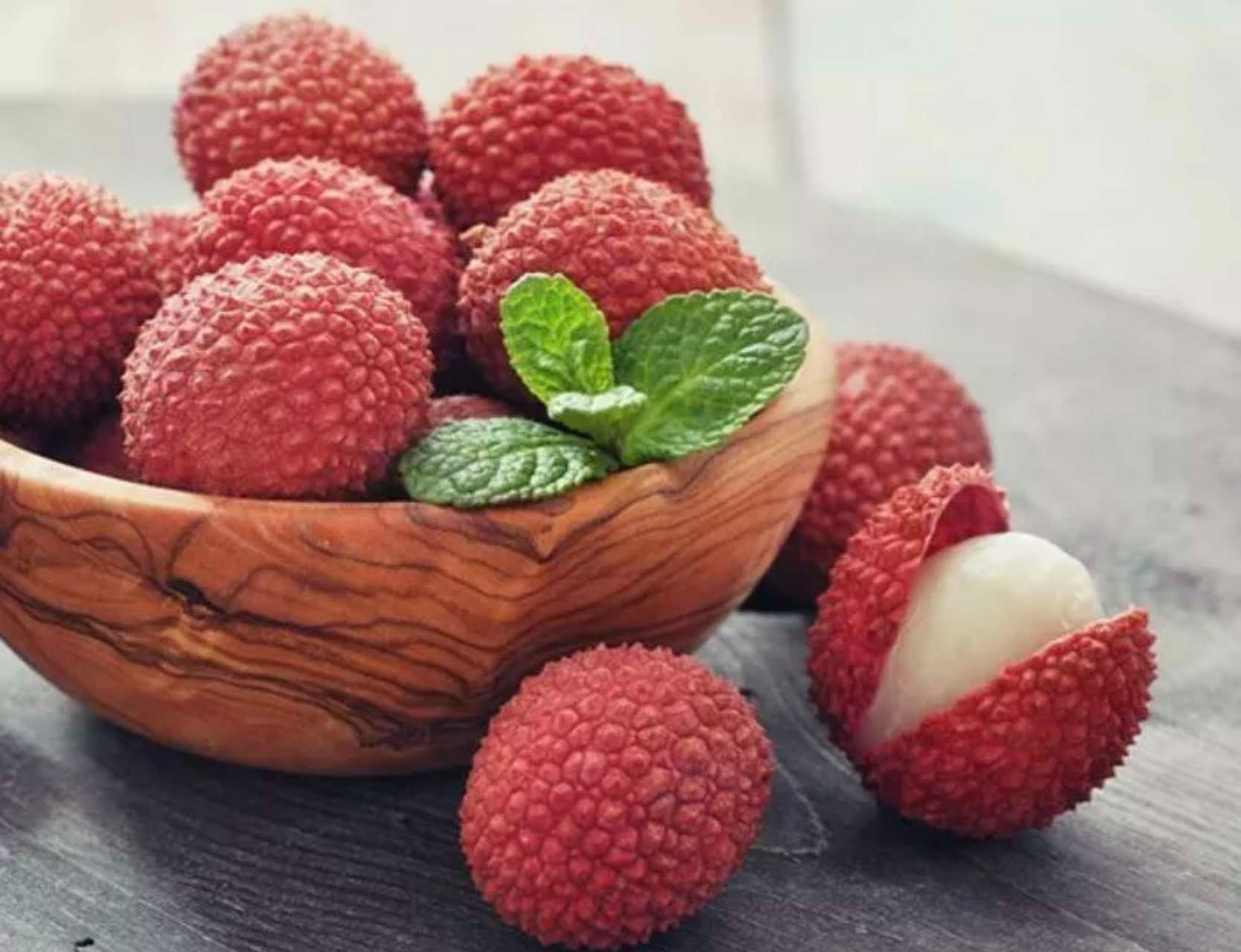 1 Lychee (Litchi chinensis) Tropical Live Fruit Tree – 12”-24” Rooted Cutting, Sweet Fragrant Fruit, Rare Exotic Starter Plant