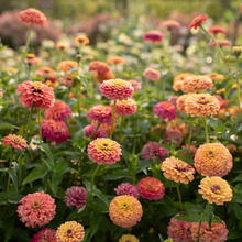 Unicorn Mix Zinnia 100 Seeds – Pastel Rainbow Blooms for Cut Flower Gardens, Cottage Borders, and Pollinator Beds – USA
