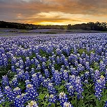Texas Bluebonnet Seeds – Lupinus texensis – 1g Native Wildflower, State Flower of Texas
