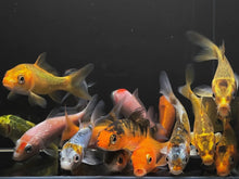 GRADE A Imported Koi