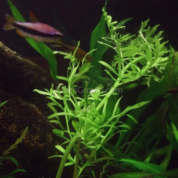 Lace Leaf Water Sprite (Indian Fern)