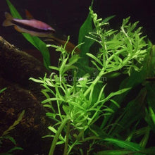 Lace Leaf Water Sprite (Indian Fern)