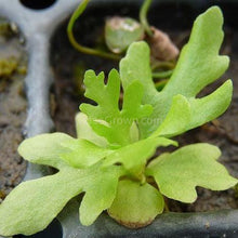 Broadleaf Water Sprite (Indian Fern)