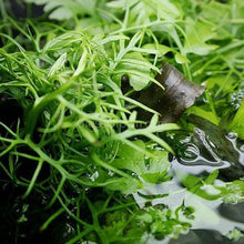 Broadleaf Water Sprite (Indian Fern)