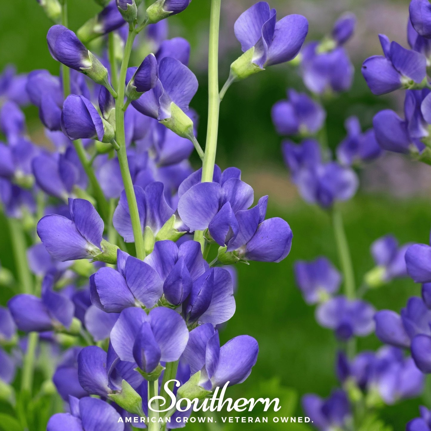 Wild Blue Indigo Seeds - Baptisia australis Perennial Native Plant, Indigo-Blue Flowers, Pollinator Support, Heirloom, 35 Seeds