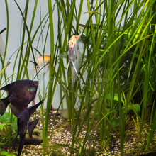 Italian Vallisneria