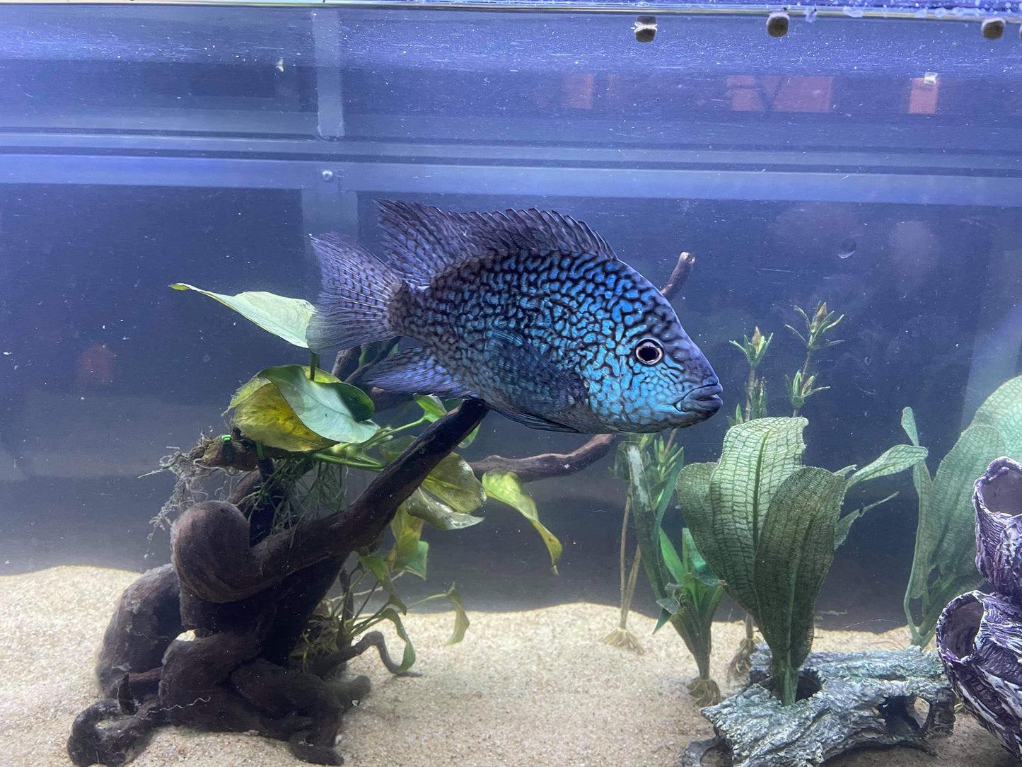 Carpintis Cichlid (Herichthys carpintis)