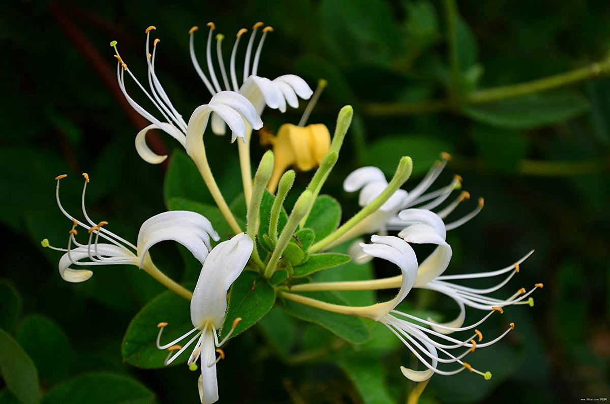 Japanese Honeysuckle Vine Cuttings – Unrooted Propagation Starts, Fragrant White to Yellow Blooms, Fast-Growing Climber, Lonicera japonica