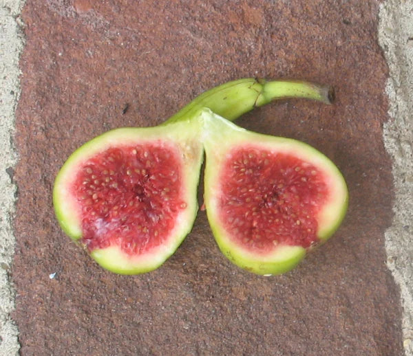 JH Adriatic Fig Cutting - Unrooted 8"+ Ficus carica Green Skin Red Flesh for Propagation or Grafting