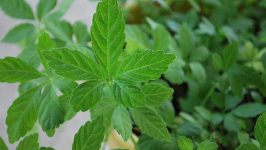 Organic Jiaogulan Cuttings - Unrooted Live Herb for Tea, Herbal Medicine, Gynostemma pentaphyllum, Immortality Herb