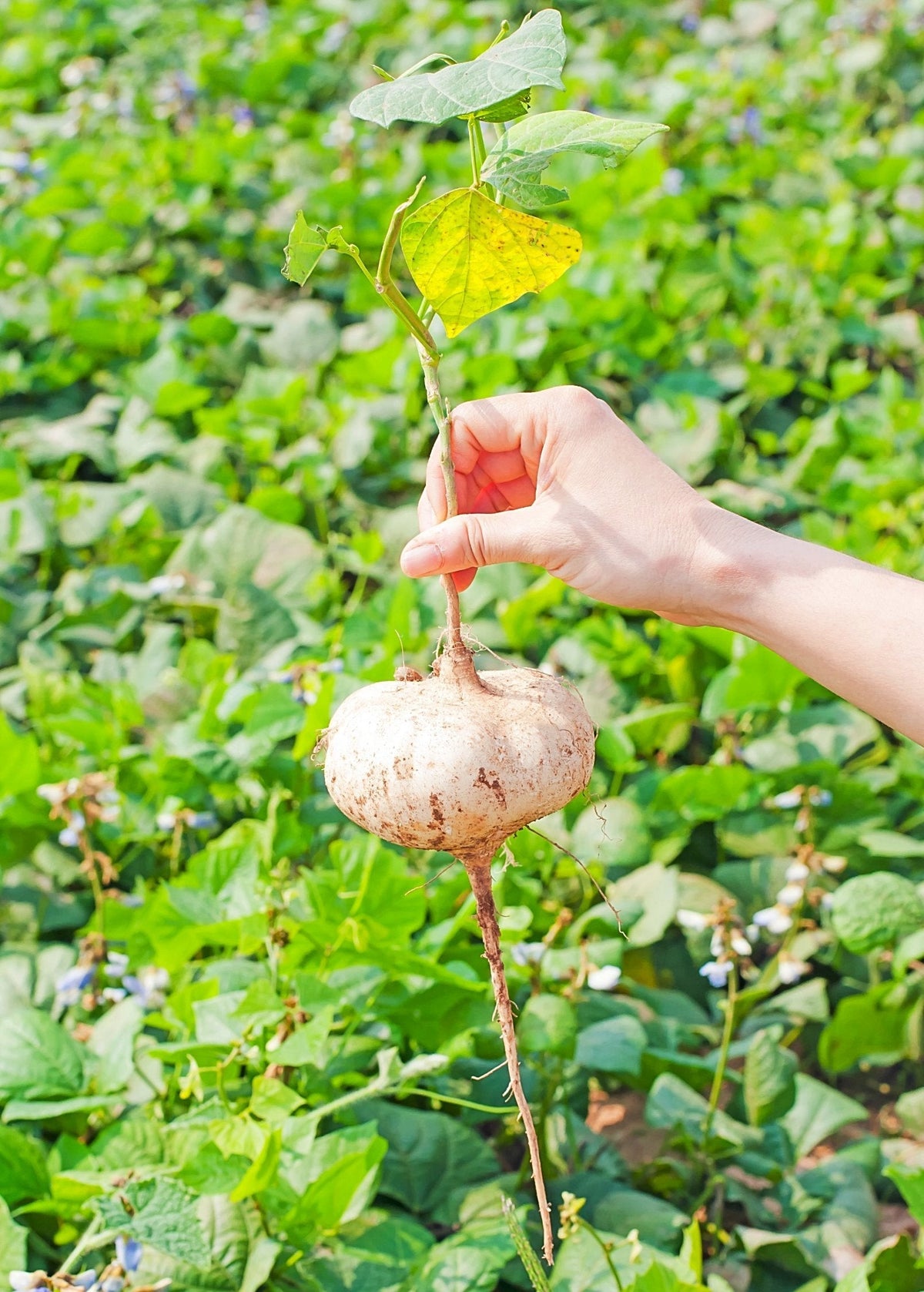 Jicama Root Vegetable – Fresh Pachyrhizus erosus, Edible Root, Culinary Plant, Organic Jicama for Cooking and Snacks