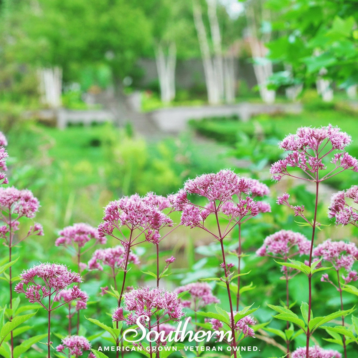 Spotted Joe Pye Weed Seeds – Native Perennial for Pollinator Garden, Butterfly Magnet, Eutrochium maculatum, 100 Seeds