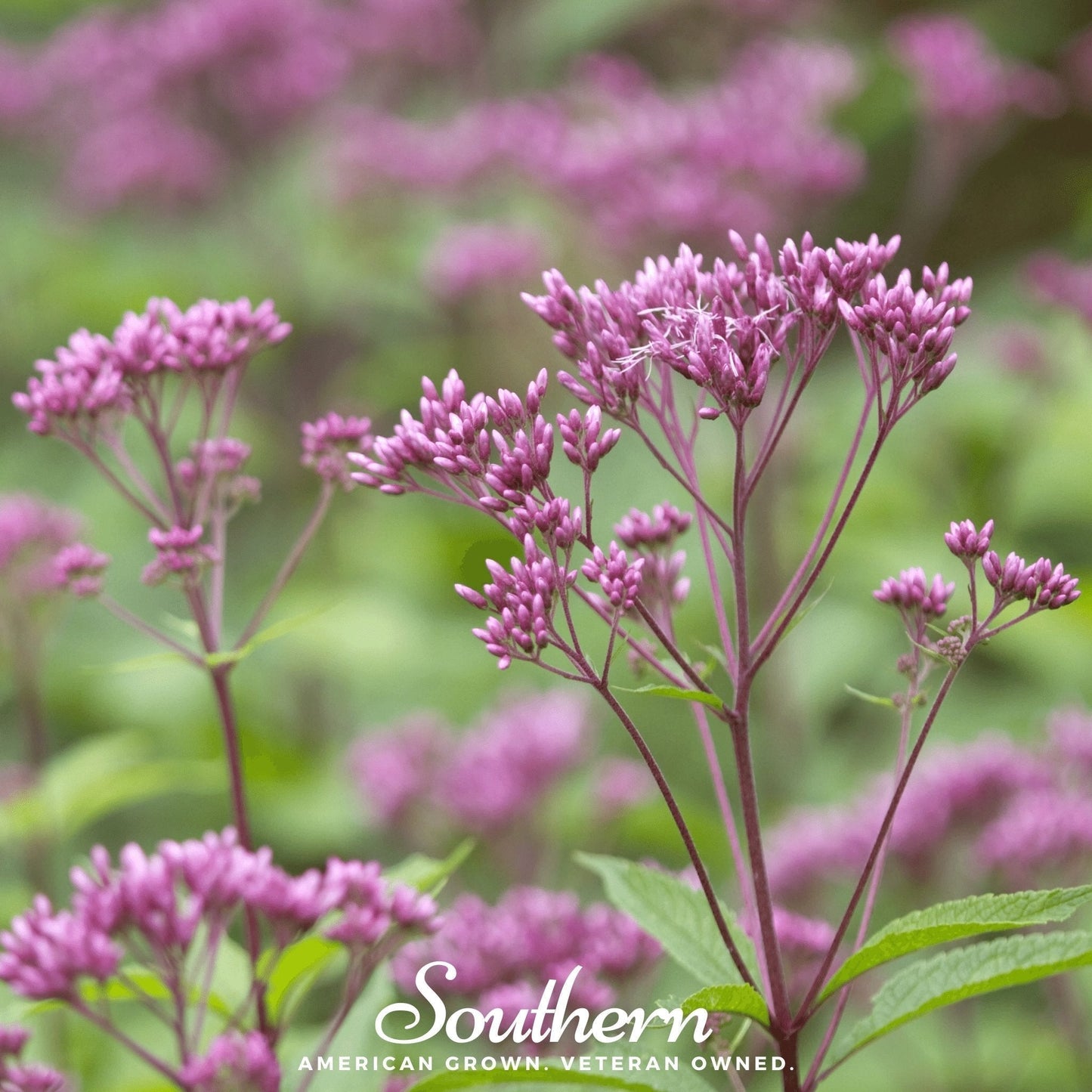 Sweet Joe Pye Weed Seeds – Native Perennial for Butterfly Garden, Nectar Plant, Eutrochium purpureum, 100 Seeds