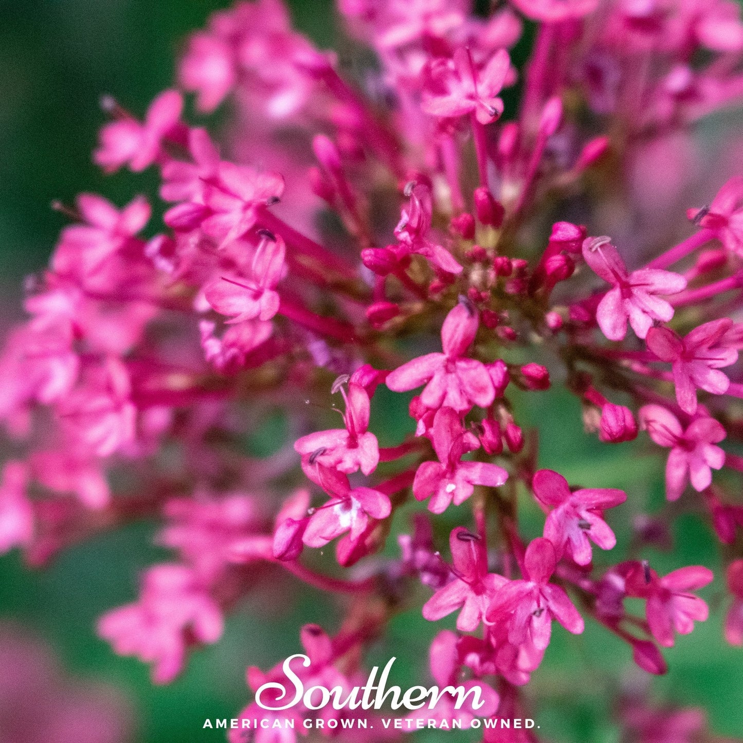 Jupiter’s Beard Mix – 50 Seeds