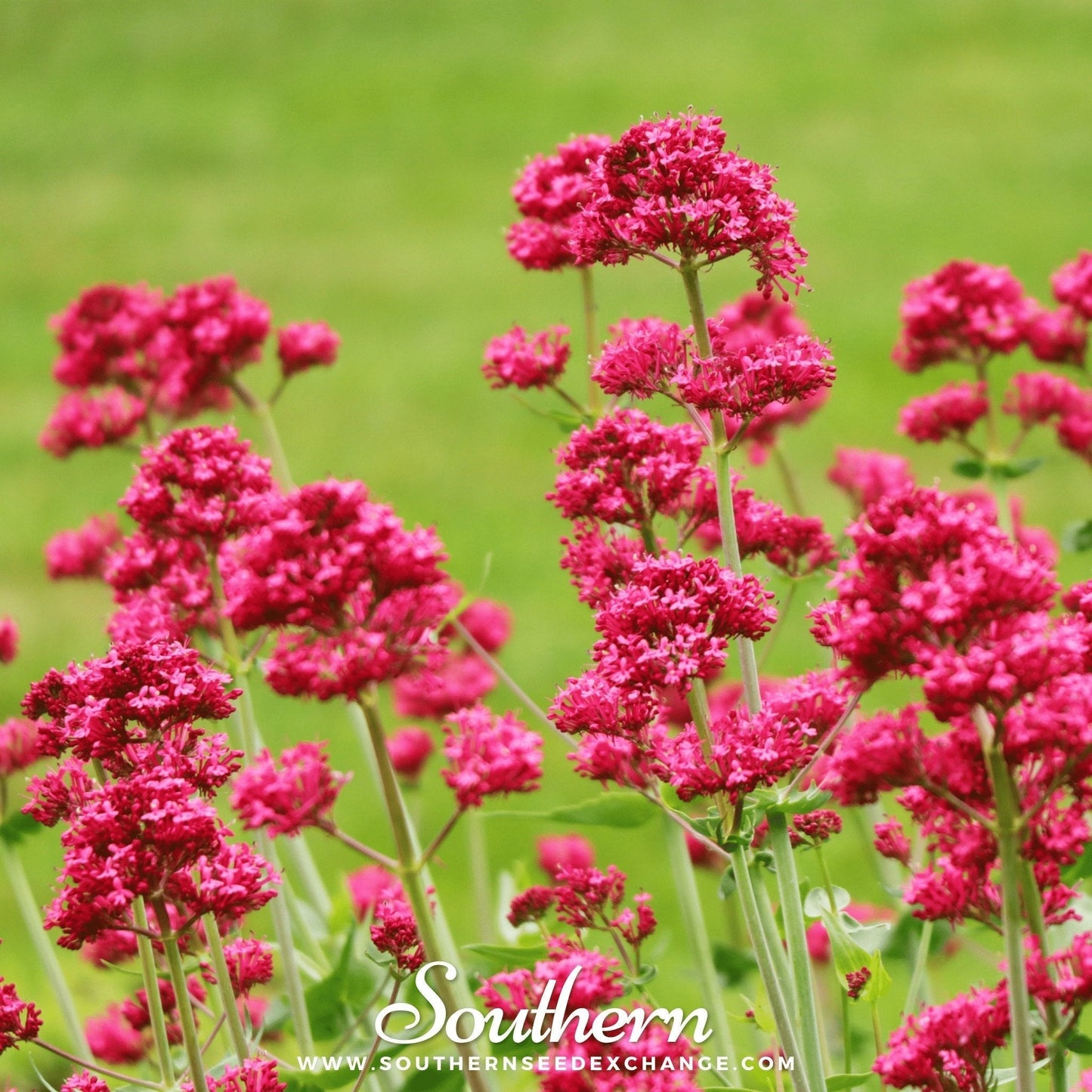 Jupiter's Beard Seeds (Red Valerian) – 50 Non-GMO Heirloom Perennial for Pollinators, USDA Zones 5-9