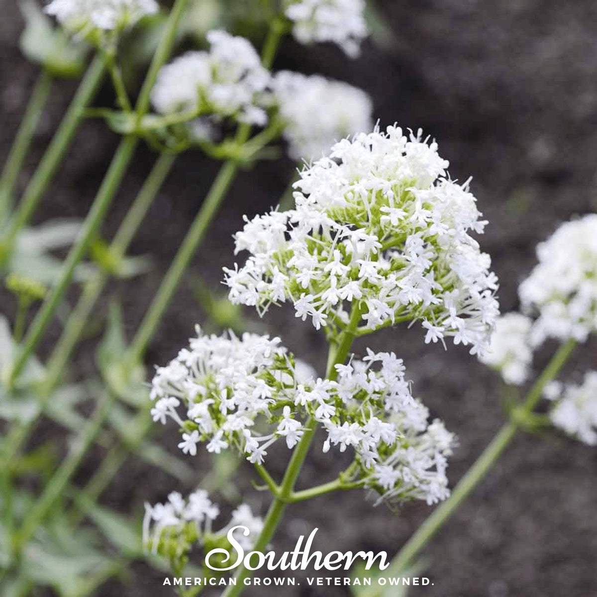 White Jupiter's Beard Seeds, Perennial Flower, Attracts Hummingbirds & Butterflies, Heirloom, Non-GMO, USDA Zones 4-9
