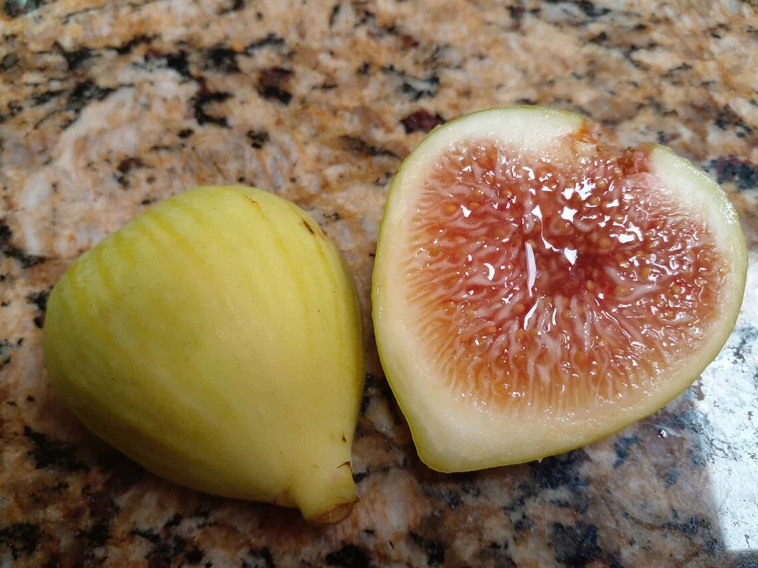 White Kadota Fig Cuttings 2 Unrooted 6-8" Ficus carica Heirloom Green Fig for Propagation & Home Gardens