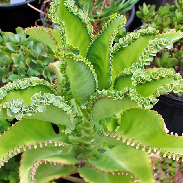 4 Kalanchoe daigremontiana Plants – 3-4" Bare Root Alligator Succulents for Propagation & Indoor Gardening