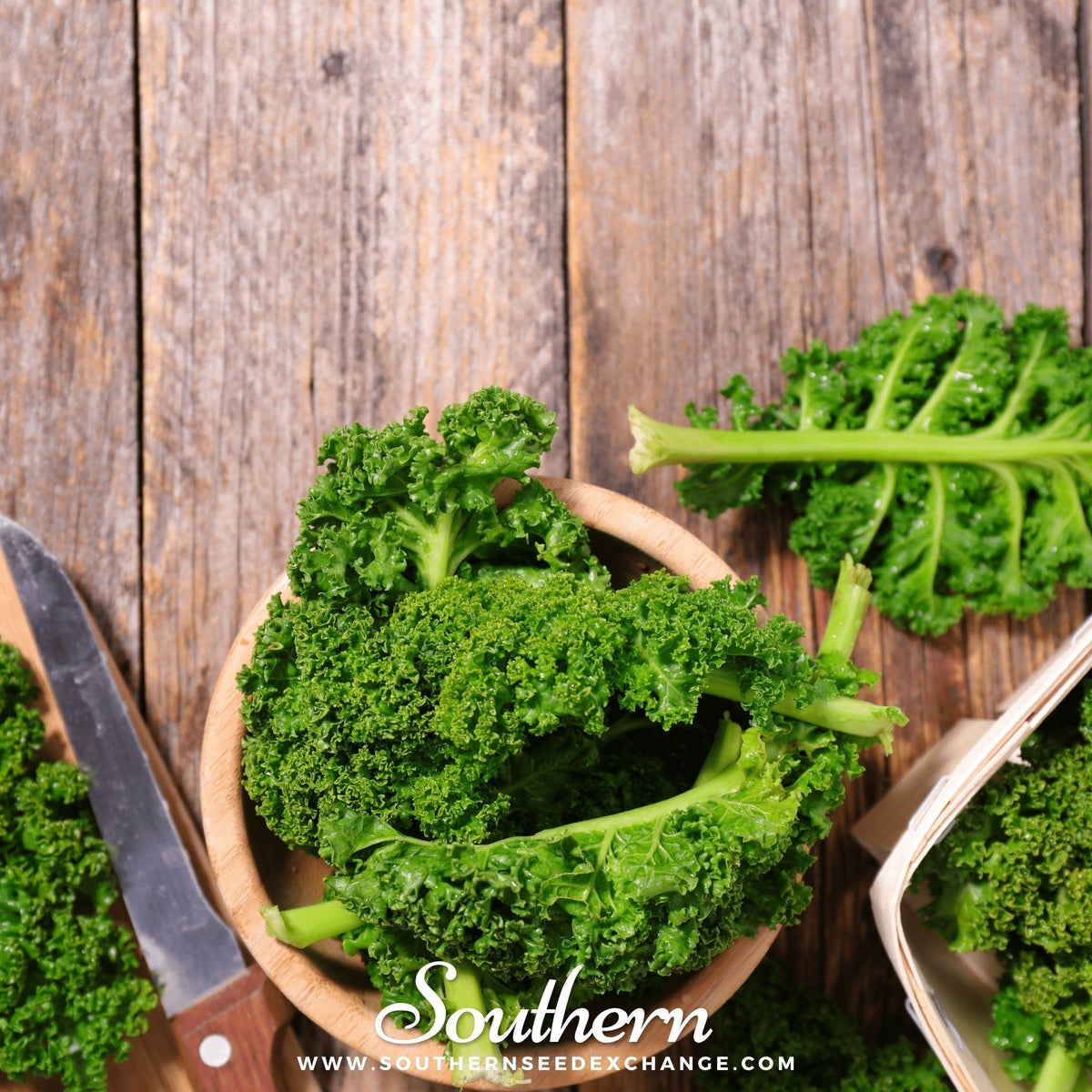 Dwarf Siberian Kale Seeds - Heirloom, Non-GMO, Cold Hardy, Brassica napus, for Salad and Stir Fry, USDA Zones 3-12