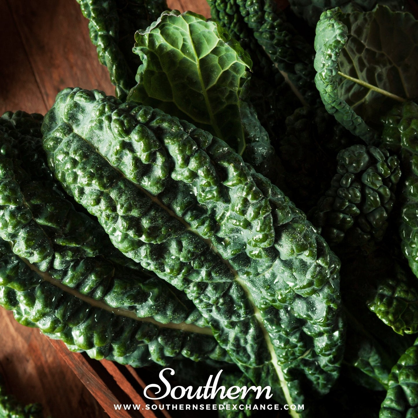 Lacinato Kale Seeds 250 Count, Dinosaur Kale, Heirloom, Non-GMO, Brassica oleracea, Nutritious Green for Salads & Cooking