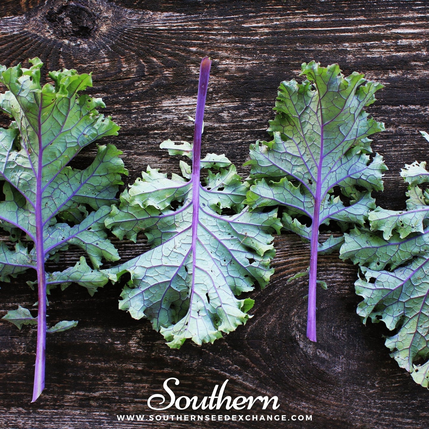 Red Russian Kale Seeds – Heirloom, Non-GMO, Cold-Hardy, 250 Seeds, Brassica napus
