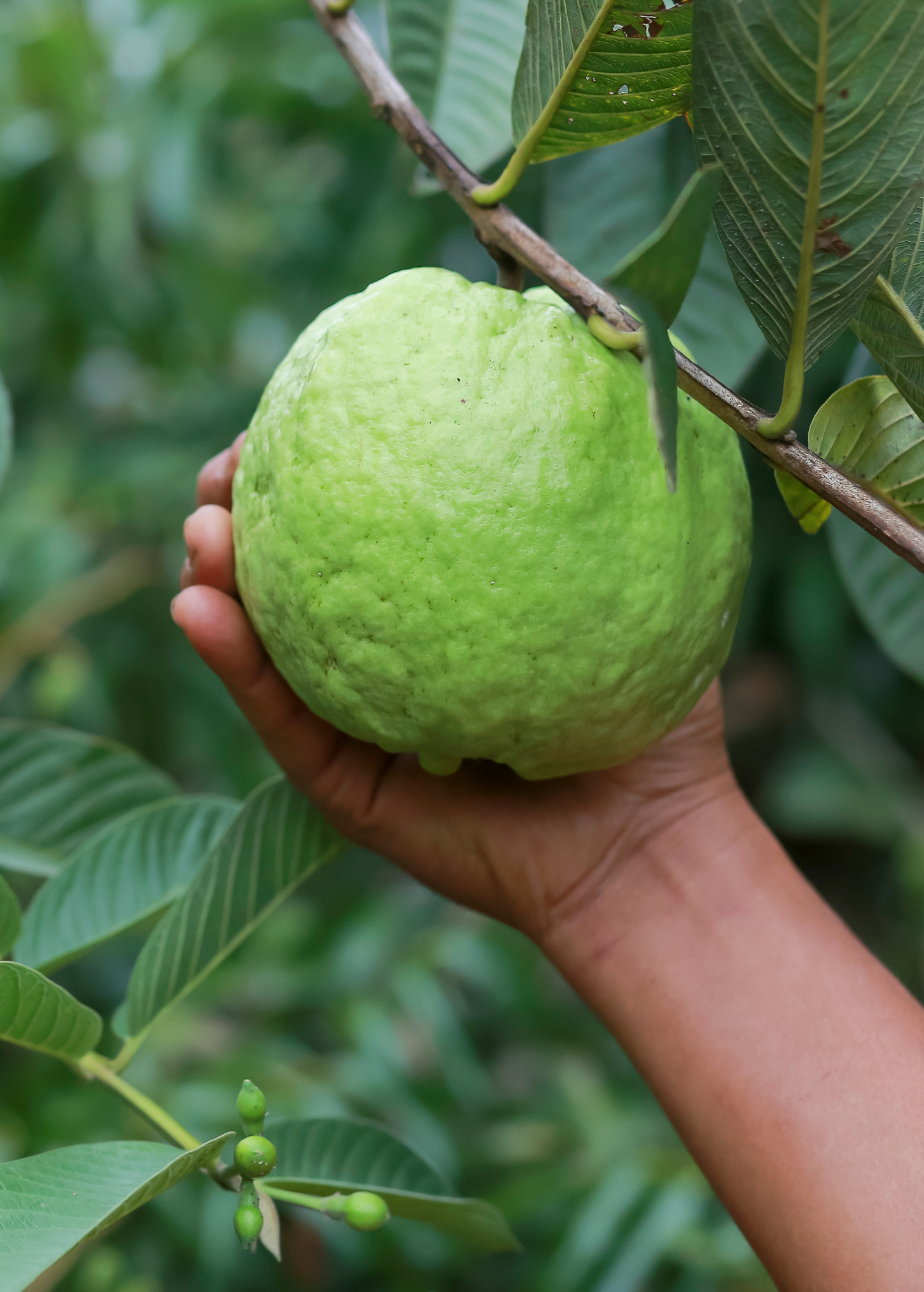 Guava Fruit Kilo White Psidium guajava Fresh Edible Tropical Fruit