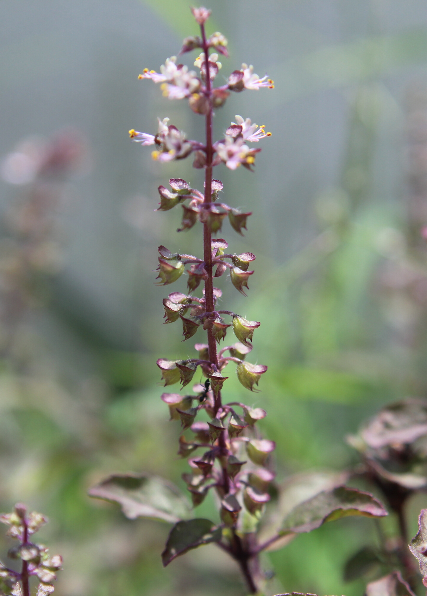 Tulsi Krishna Live Plant - Aromatic Holy Basil (Ocimum tenuiflorum) Medicinal Herb for Garden & Tea