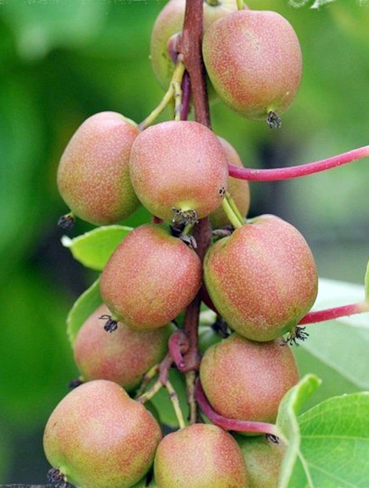 Hardy Kiwi Cuttings – Organic Female Actinidia arguta ‘Geneva’ Unrooted Vines for Cold Climate Gardening