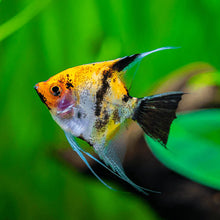 Koi Angelfish Pterophyllum Scalare Medium